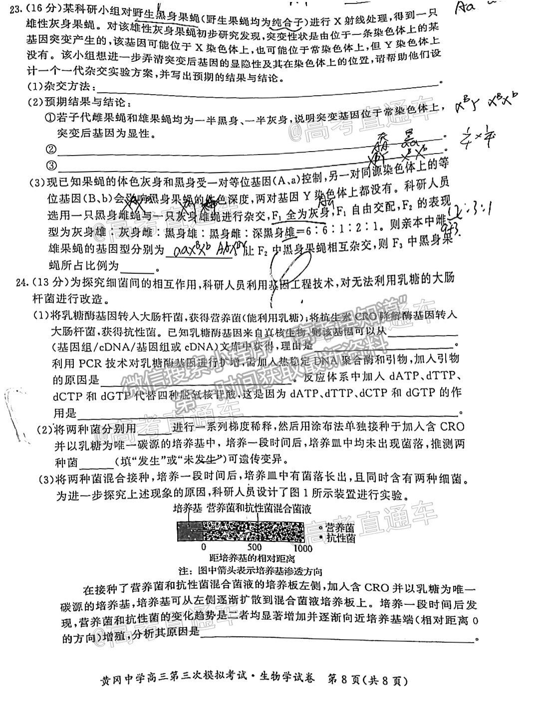 2021湖北黃岡中學高三第三次?？忌镌囶}及參考答案