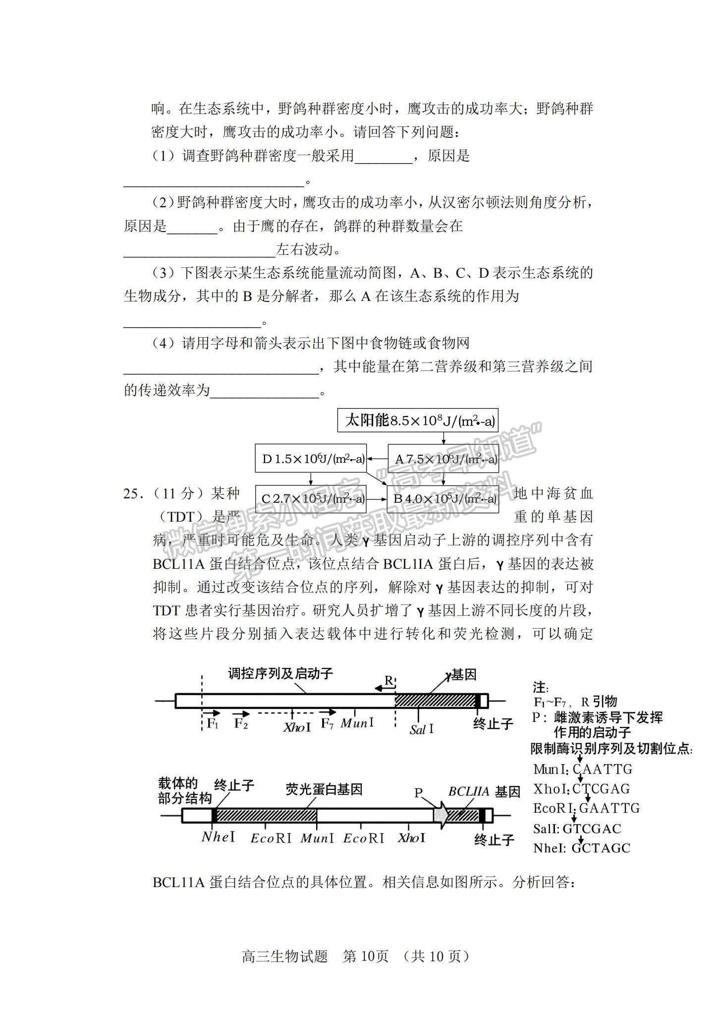 2022山東省泰安肥城市高三上學(xué)期第一次摸底考試生物試題及參考答案