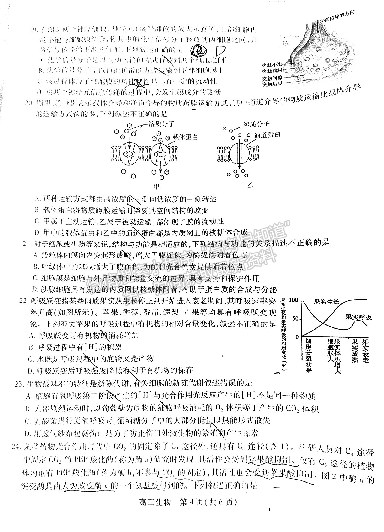 2022安徽鼎尖教育高三10月聯(lián)考生物試卷及答案