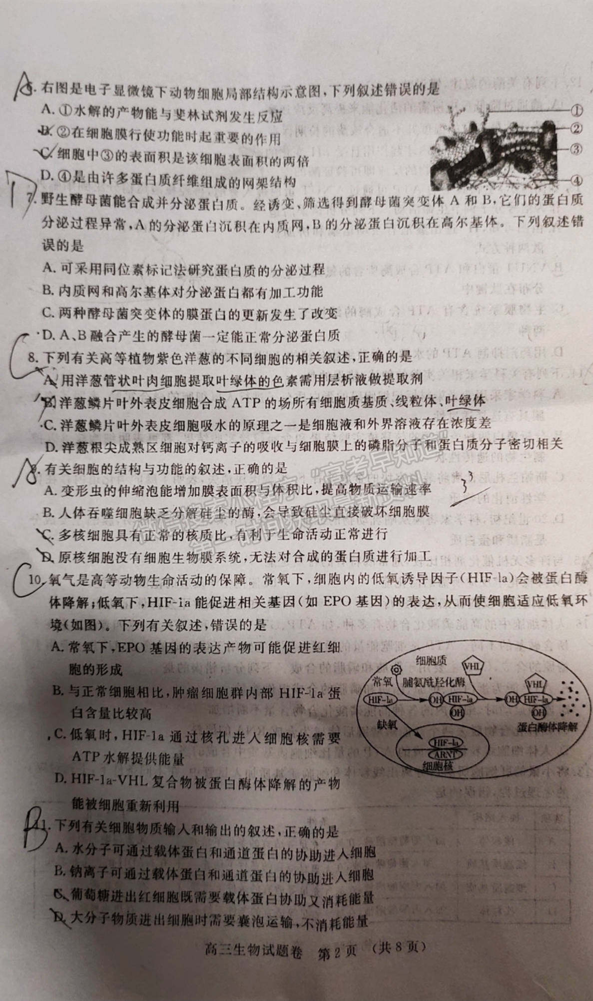 2022江西省高三上學期階段性教學質量監(jiān)測卷生物試卷及答案