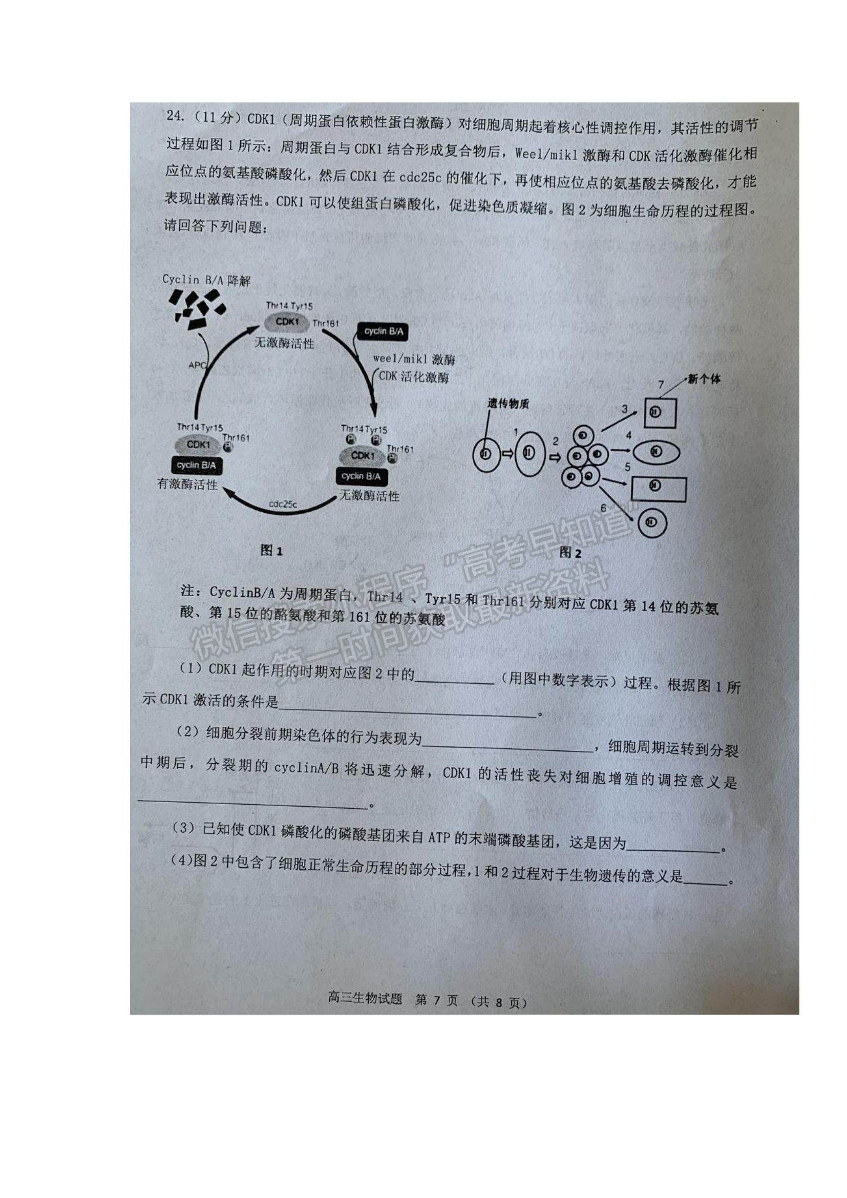 2022山東省濰坊市五縣市高三上學(xué)期第一次聯(lián)考生物試題及參考答案