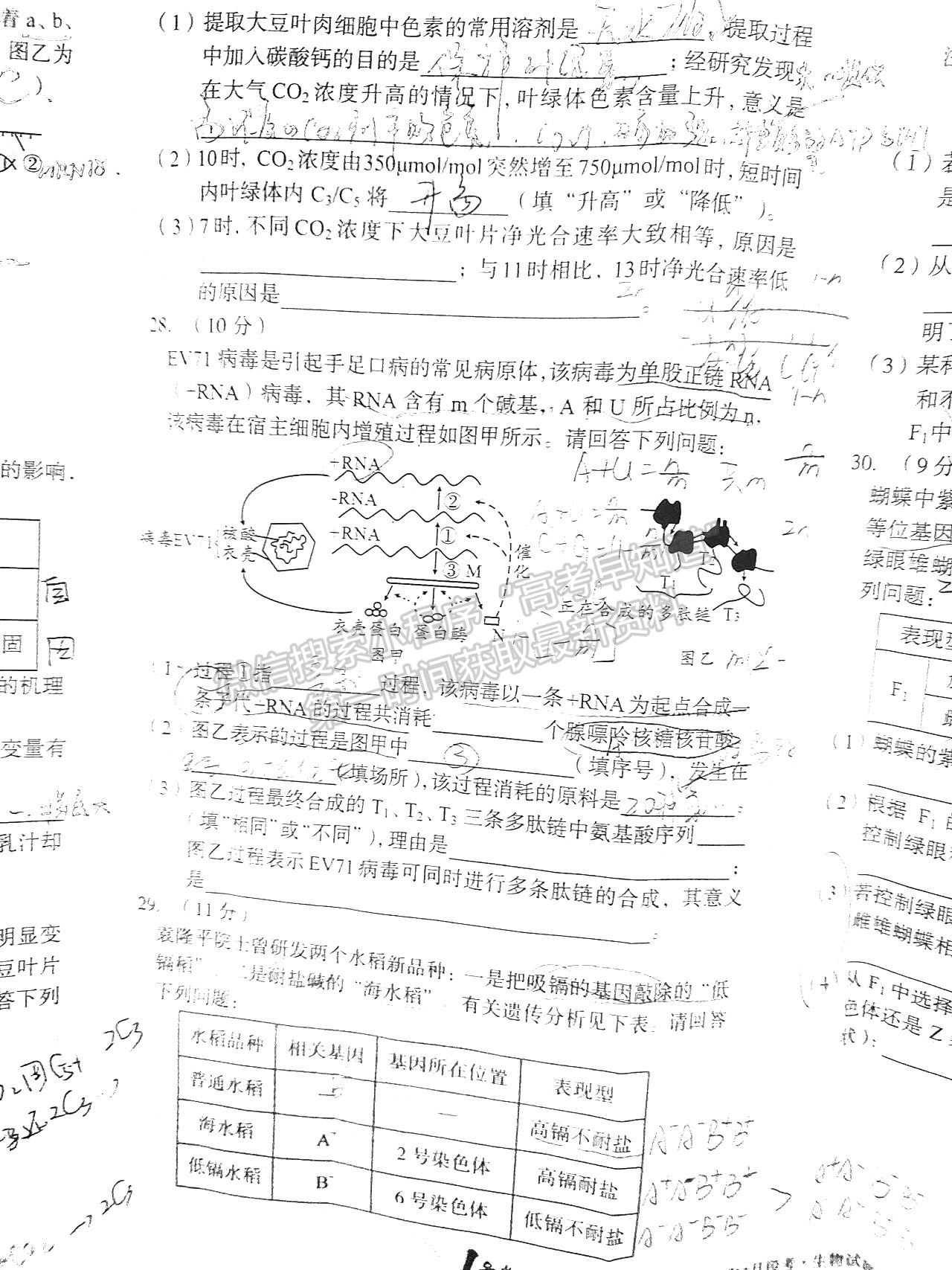 2022安徽A10聯(lián)盟高三11月聯(lián)考生物試卷及答案