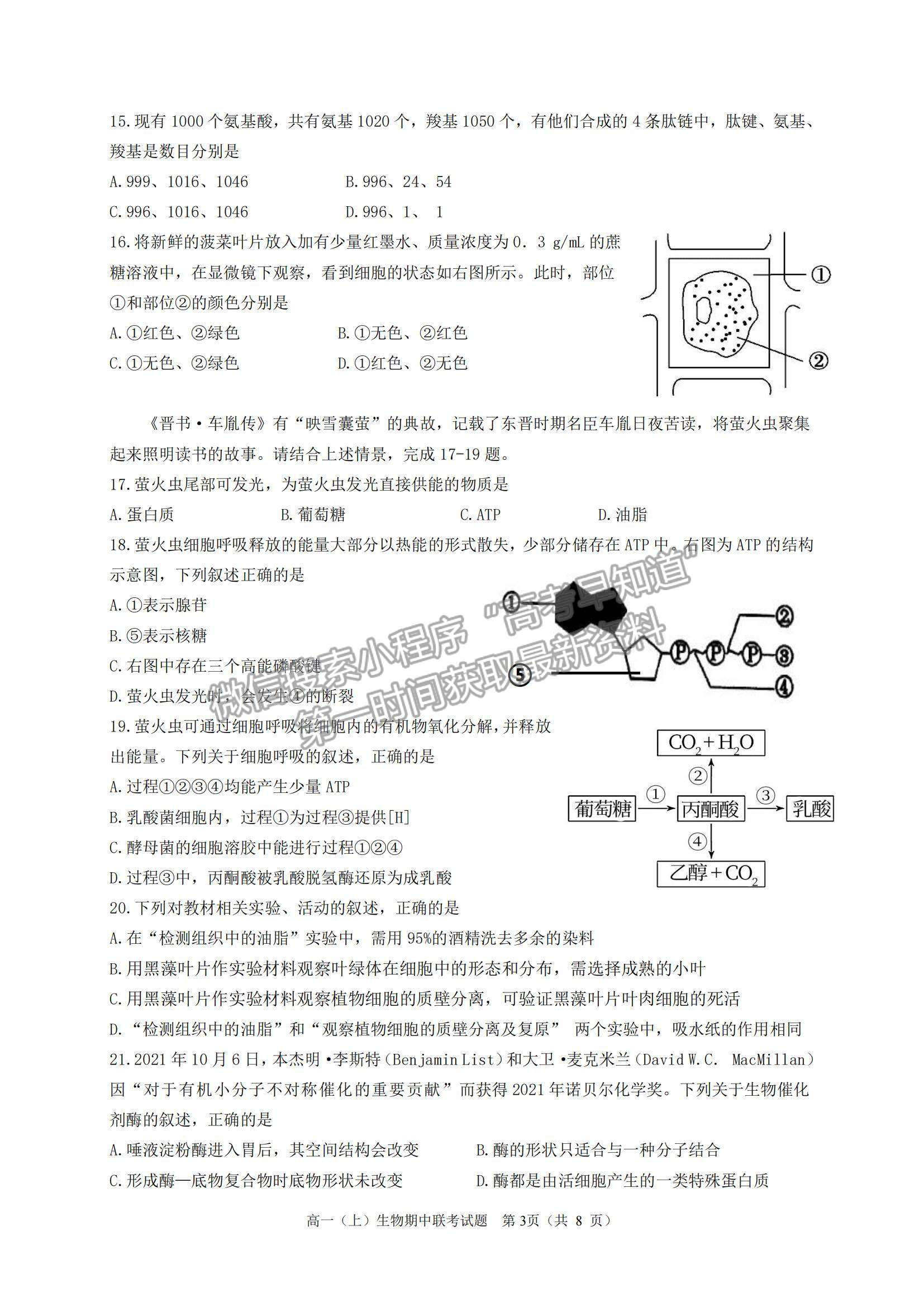 2022浙江省臺州市“十校聯(lián)盟”高一上學(xué)期期中考試生物試題及參考答案