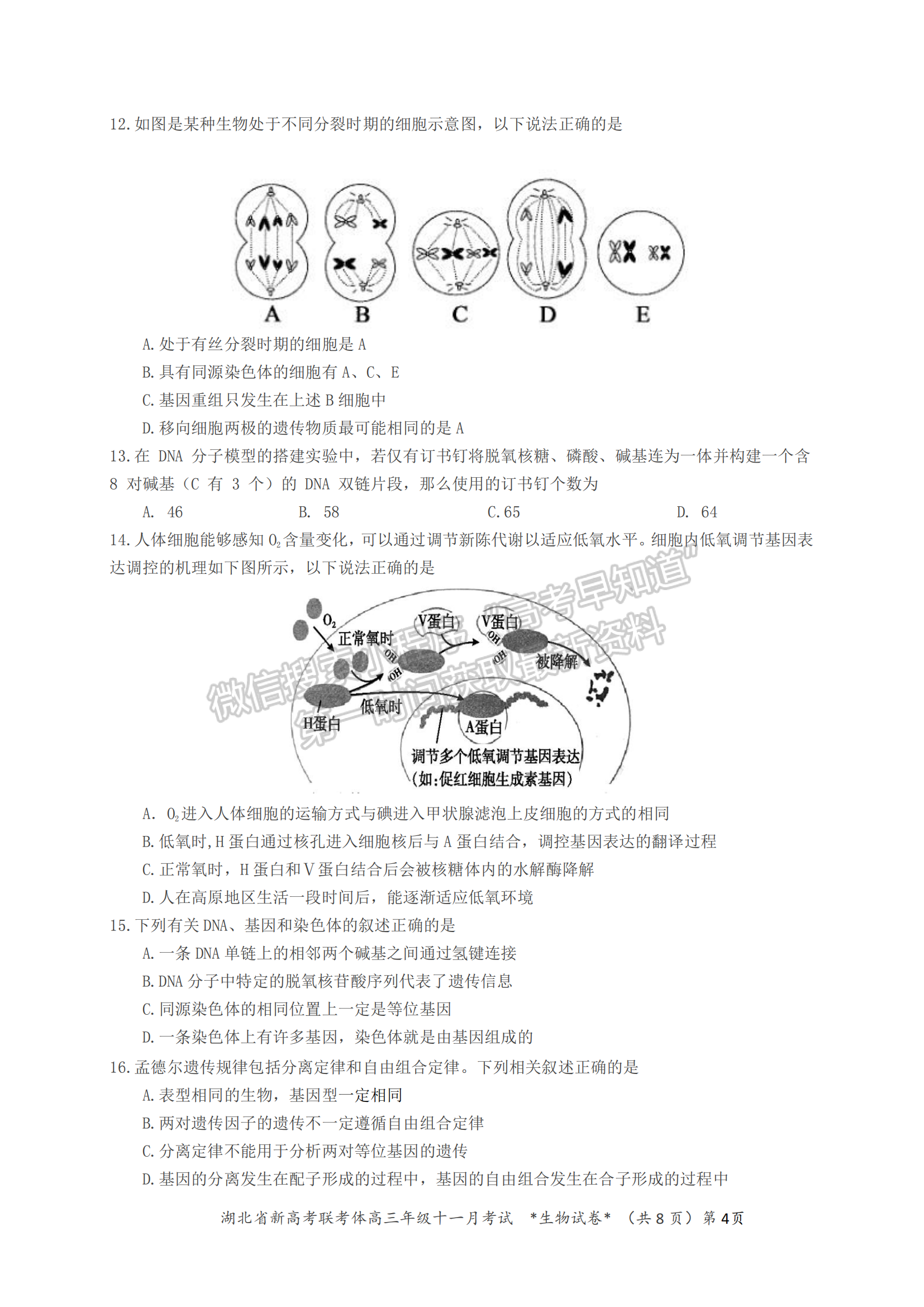 2021年湖北新高考聯(lián)考協(xié)作體高三十一月聯(lián)考生物試題及答案