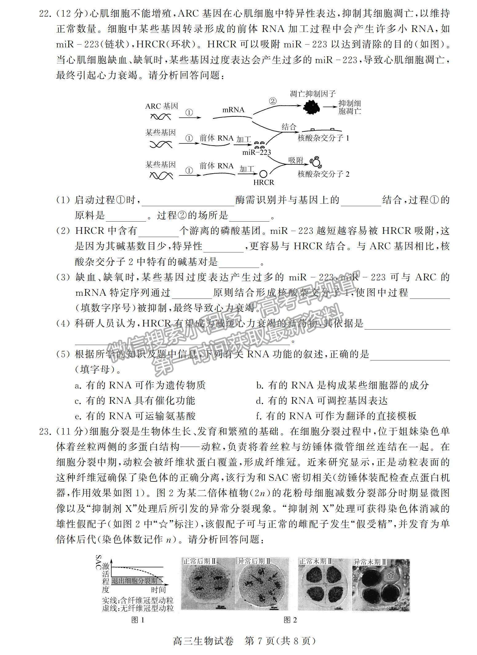 2022江蘇省鹽城市高三上學(xué)期期中調(diào)研考試生物試題及參考答案