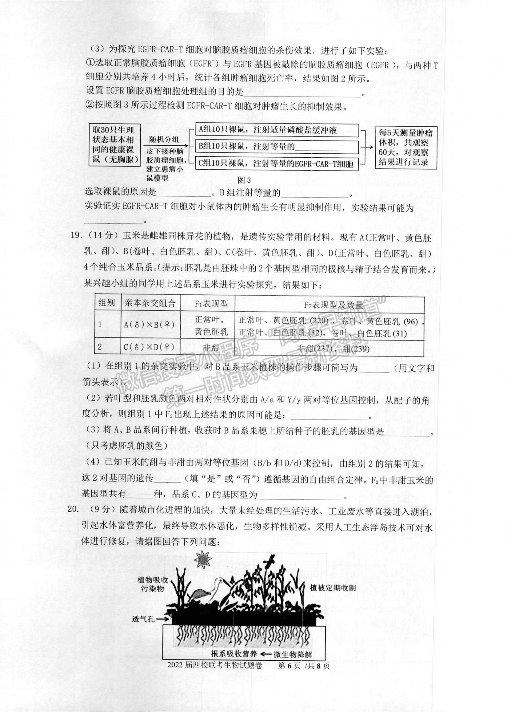 2022廣東省華附、省實、廣雅、深中四校高三上學期期末聯(lián)考生物試題及參考答案