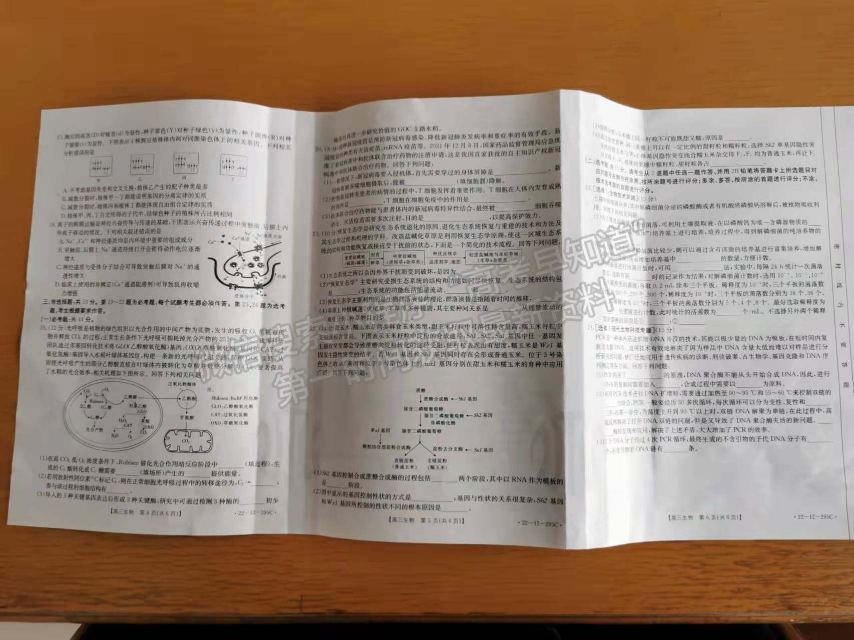 2022年3月廊坊市省級示范性高中聯(lián)合體2022屆高三下學(xué)期第一次聯(lián)考生物試卷答案