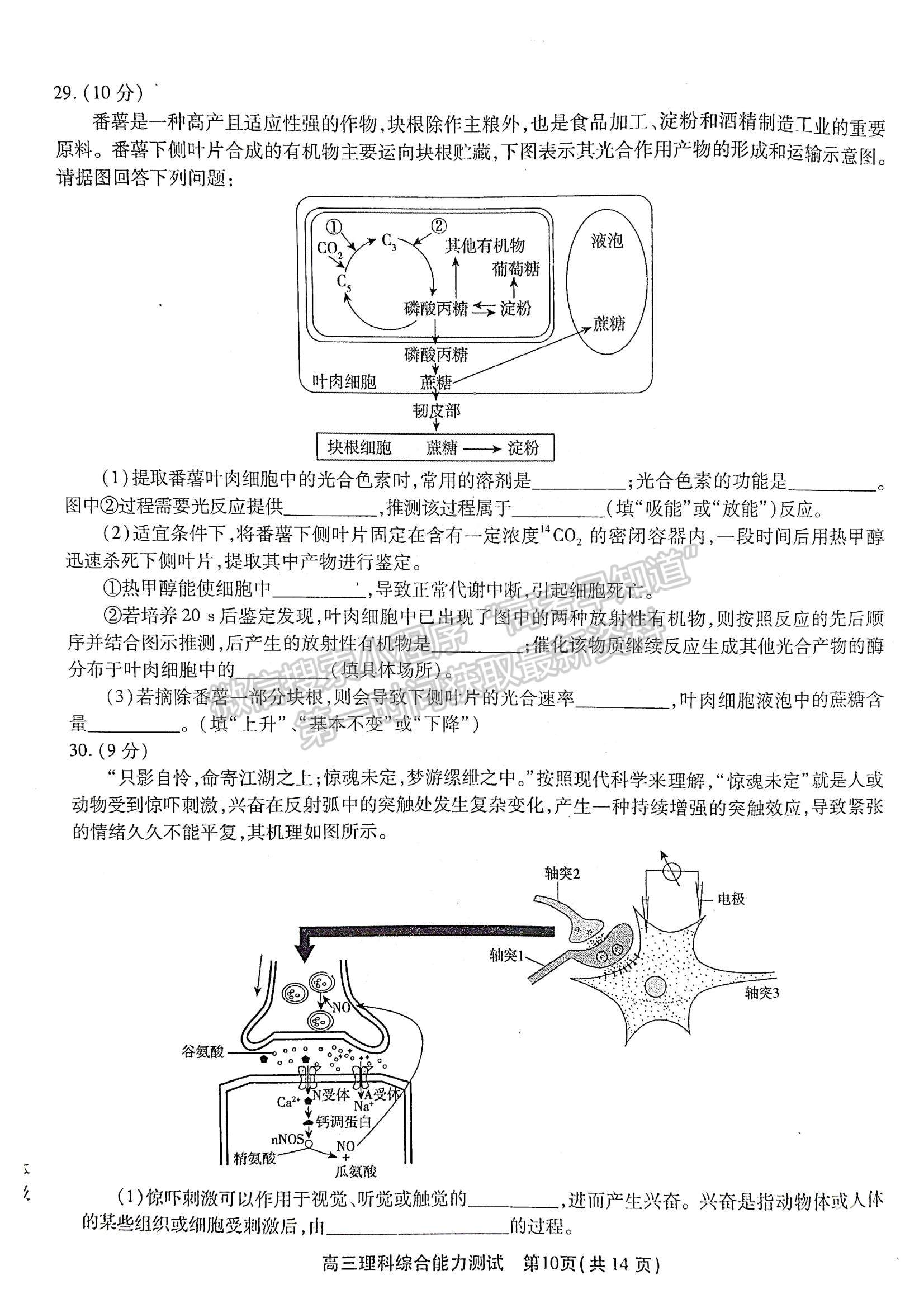 2022安徽鼎尖計劃高三4月聯(lián)考理綜試卷及答案