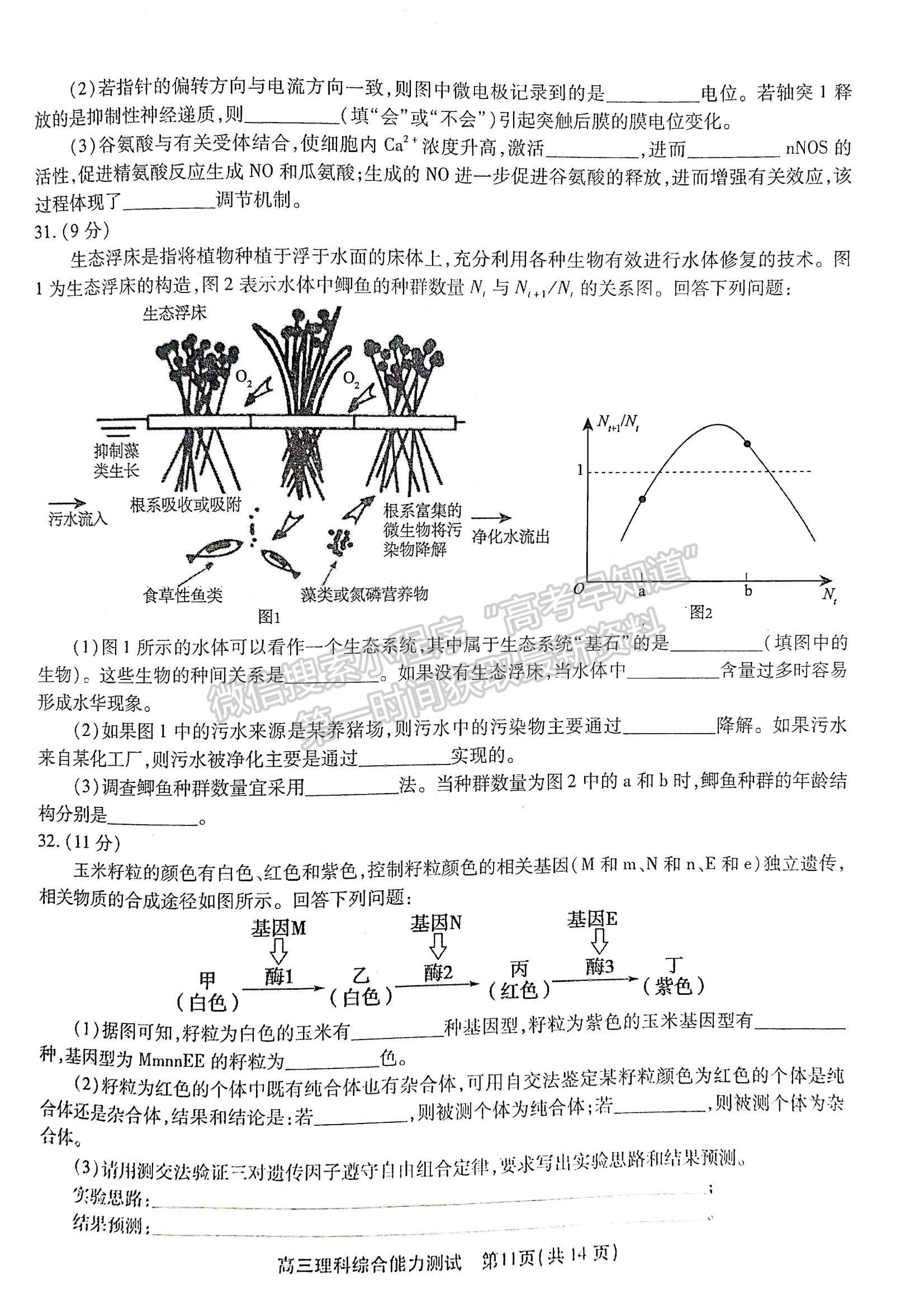 2022安徽鼎尖計劃高三4月聯(lián)考理綜試卷及答案