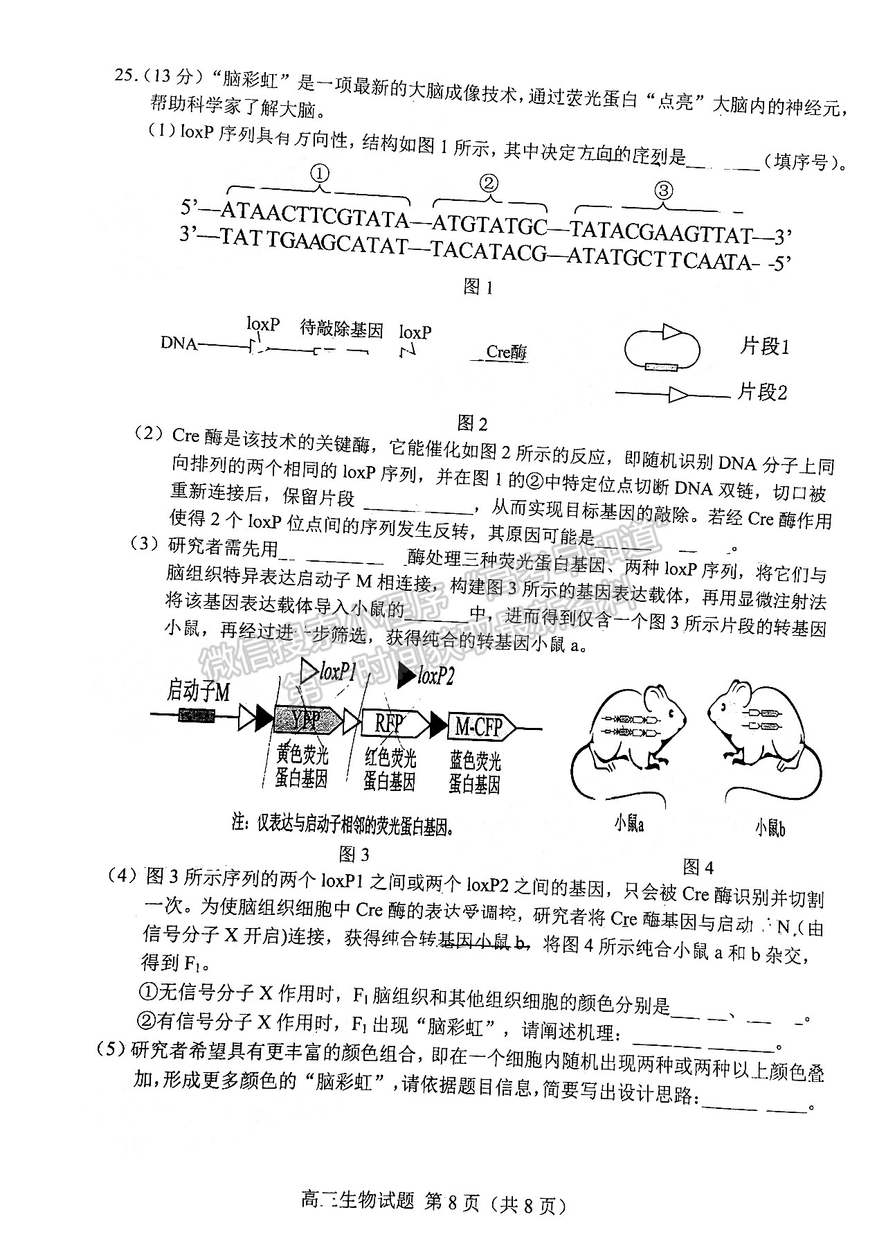 2022山東菏澤二模生物試題及參考答案