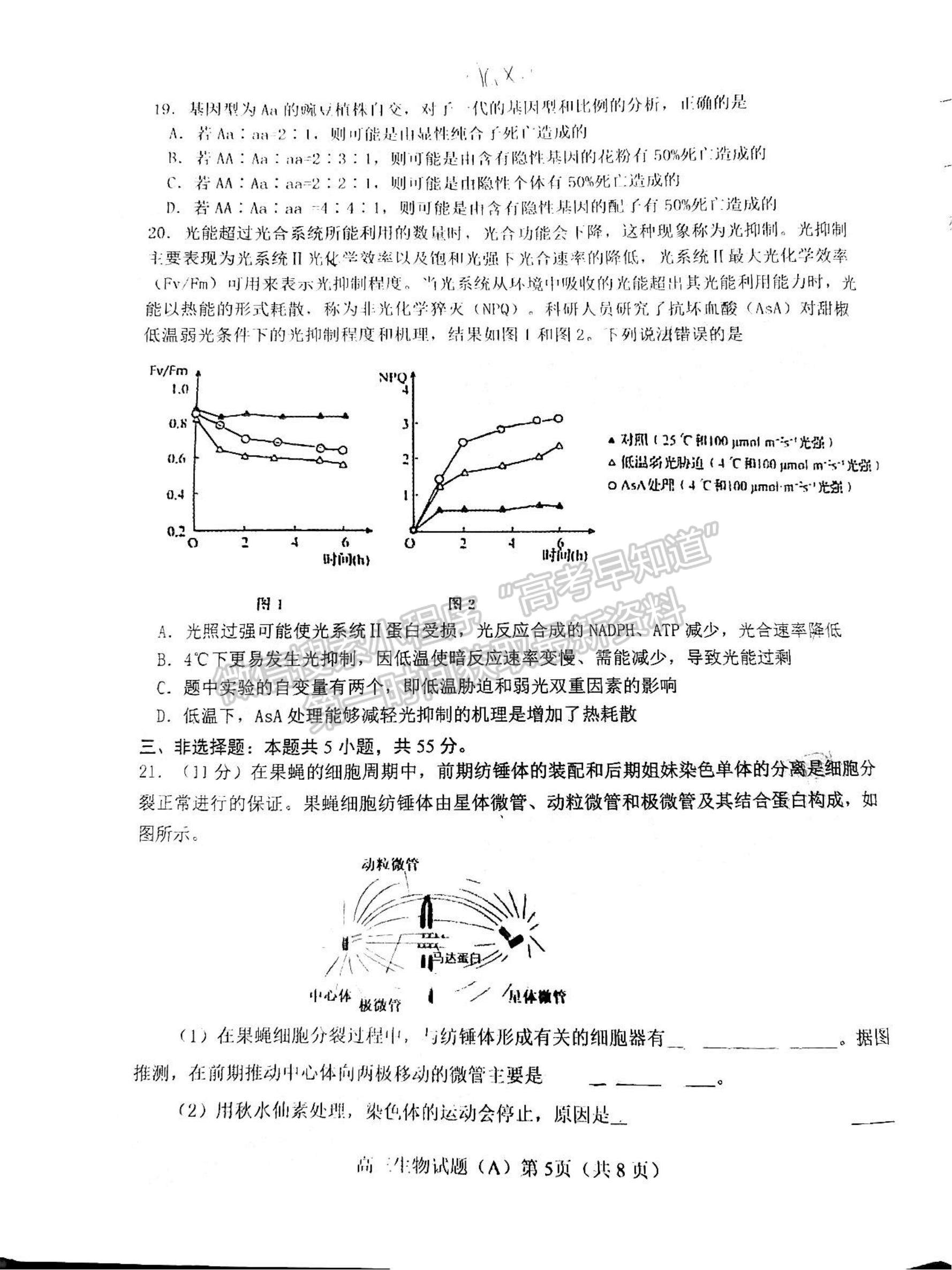 2023年山東省濰坊五縣高三階段性檢測生物試卷及答案