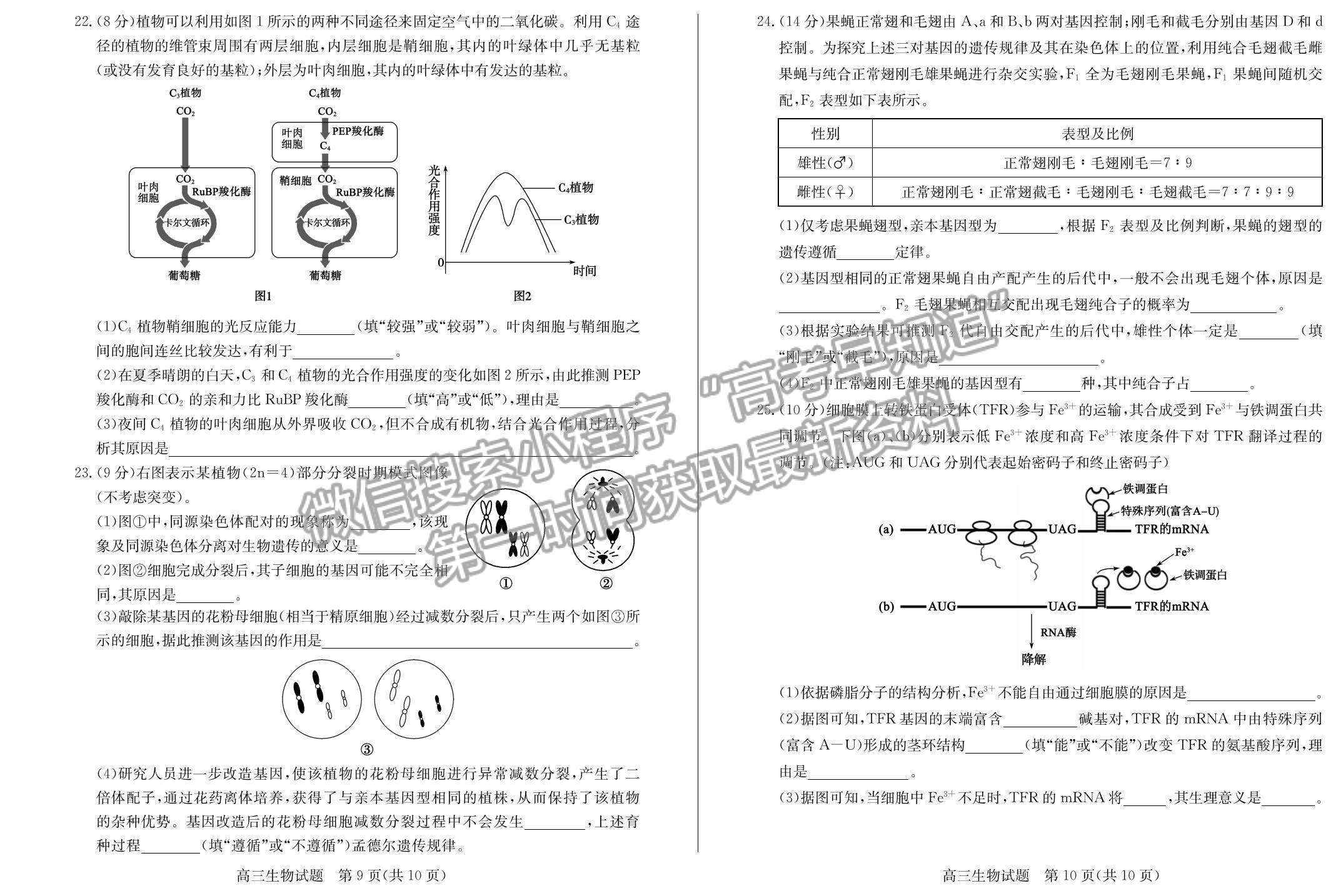 2023年山東省德州市高三上學(xué)期期中考-生物試卷及答案