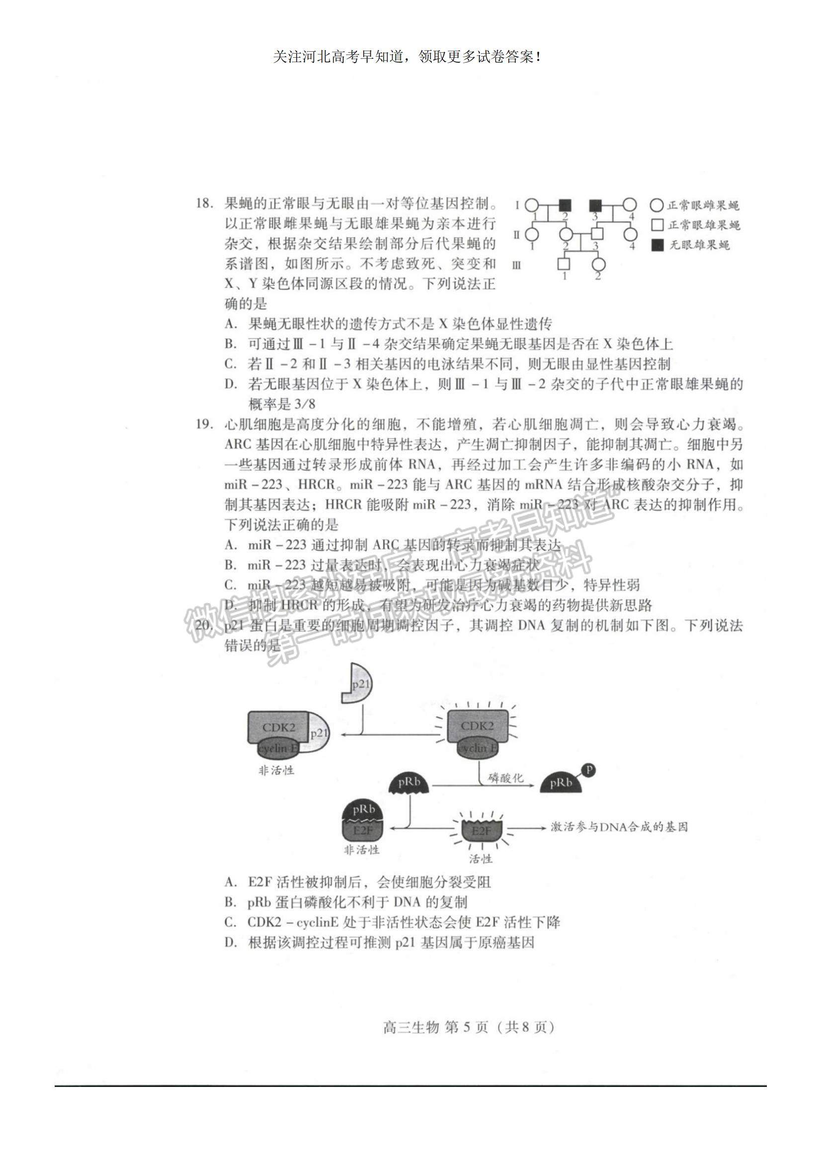 2023河北省衡水市部分中學(xué)高三10月聯(lián)考生物試題及參考答案