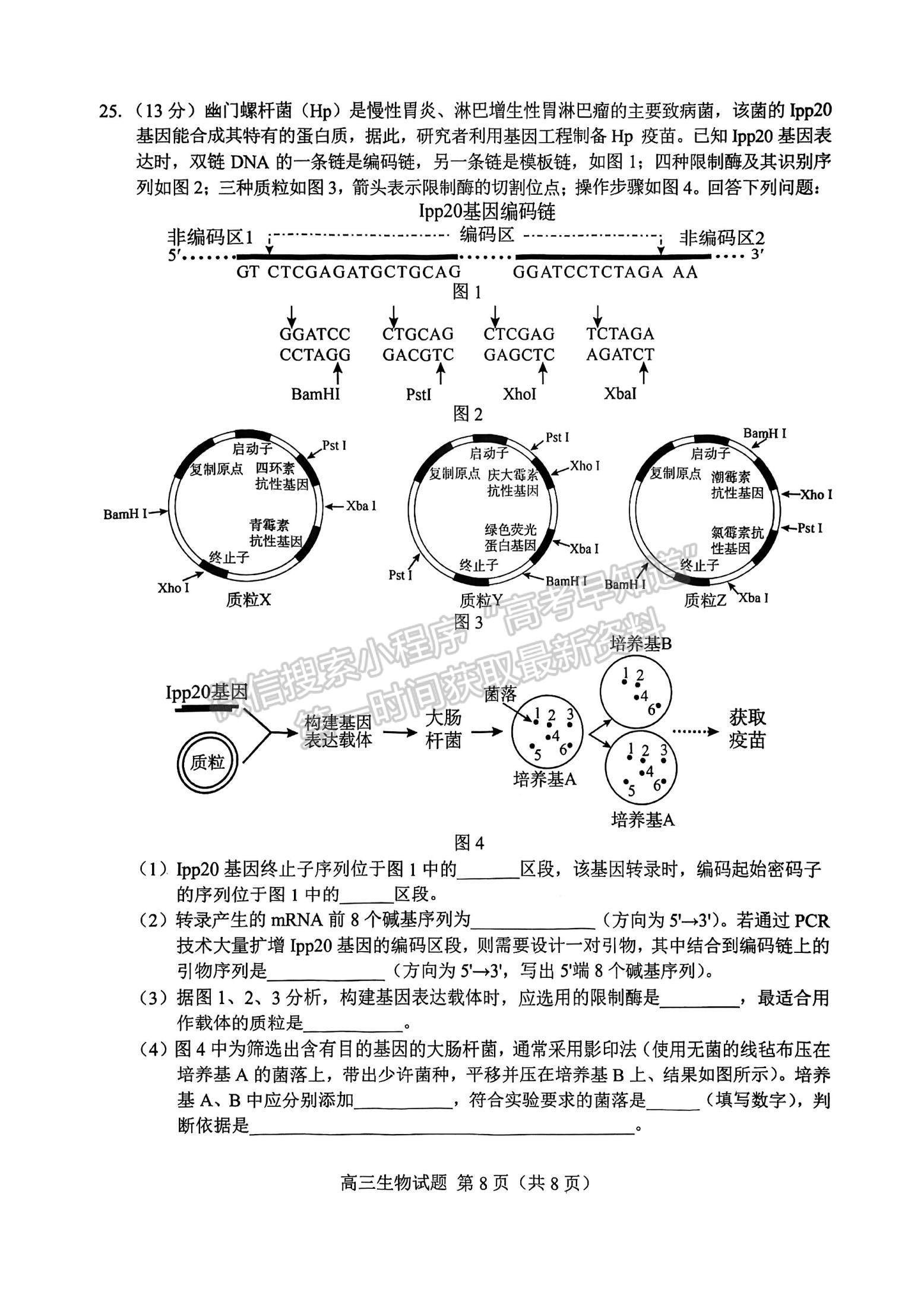 2023山東菏澤高三一模-生物試卷及答案