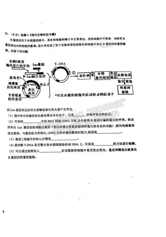 2023江西省吉安一中高三上學(xué)期11月期中考試生物試題及參考答案