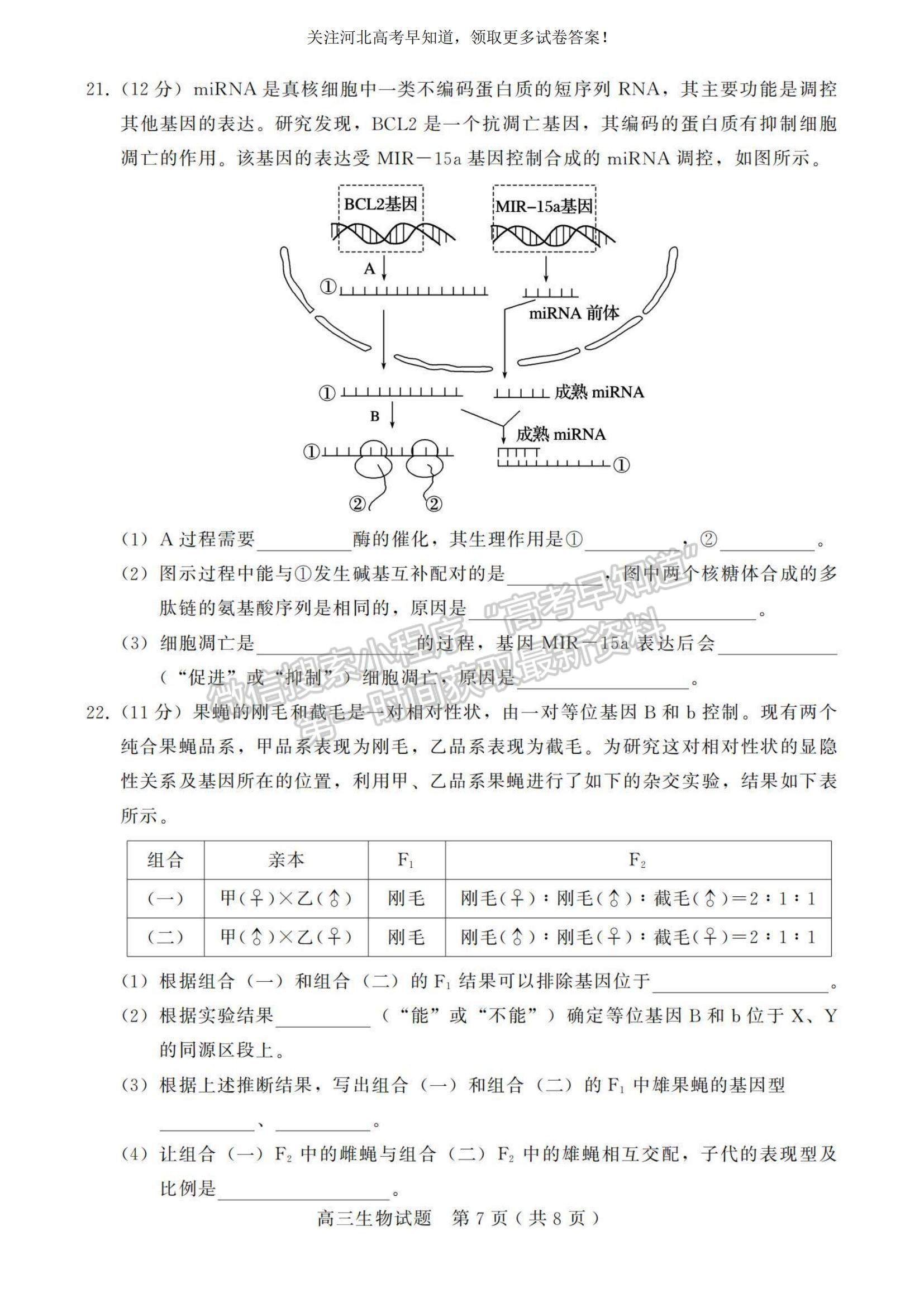 2023河北省邢臺市五校聯(lián)考高三上學(xué)期期中考試生物試題及參考答案