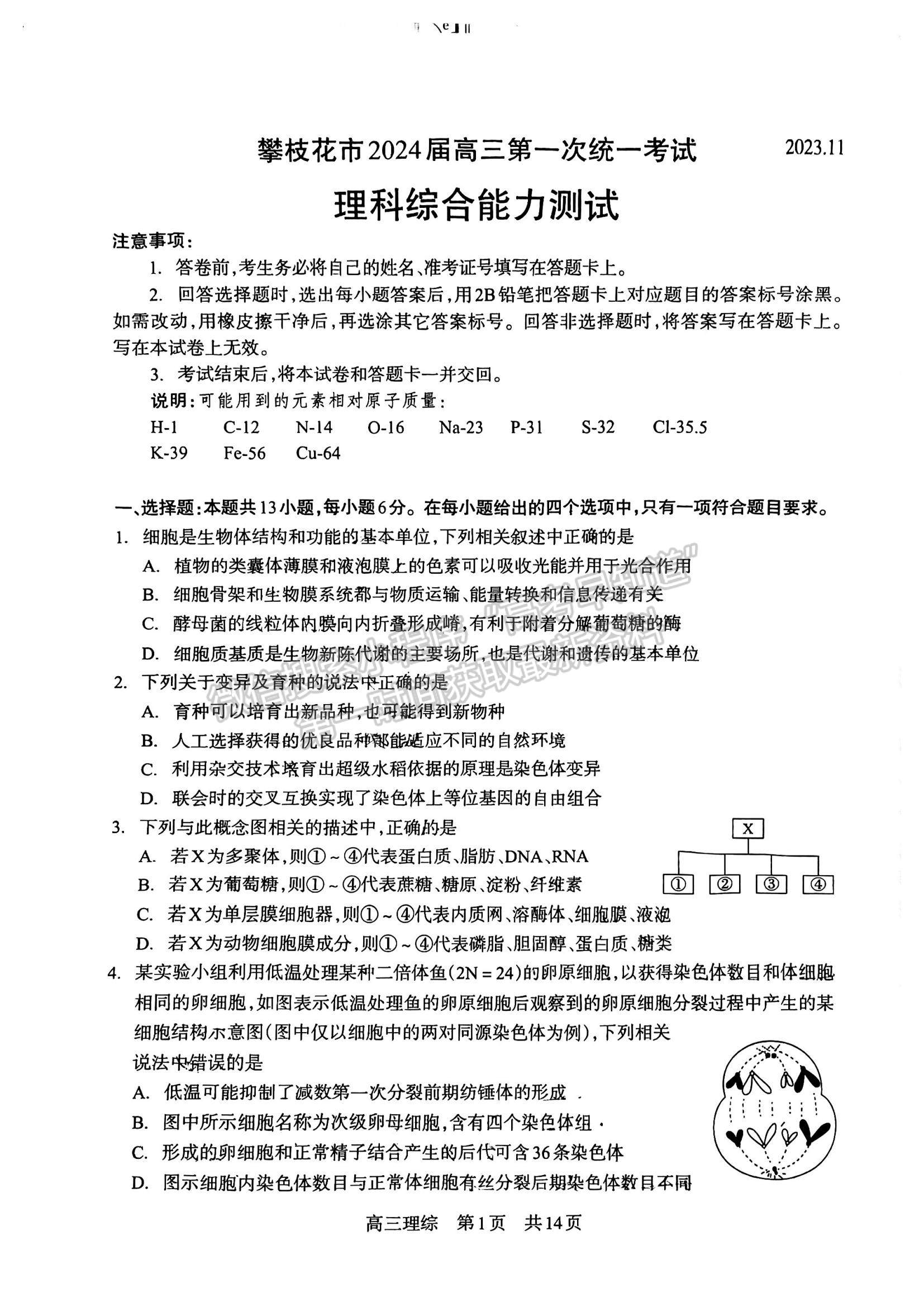 2024四川省攀枝花市2024屆高三第一次統(tǒng)一考試?yán)砭C試卷及答案