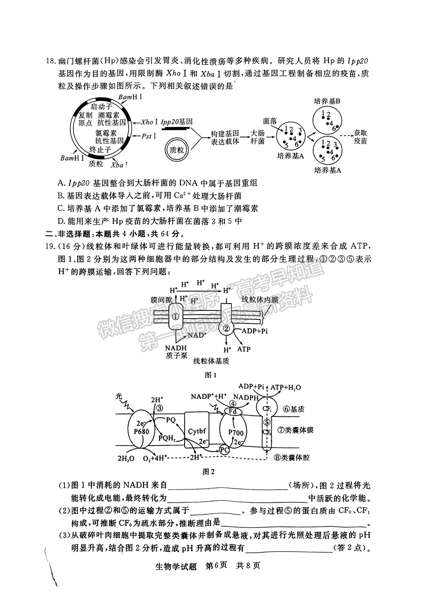 2024届八省高三第一次学业质量评价（T8联考）生物试题及答案