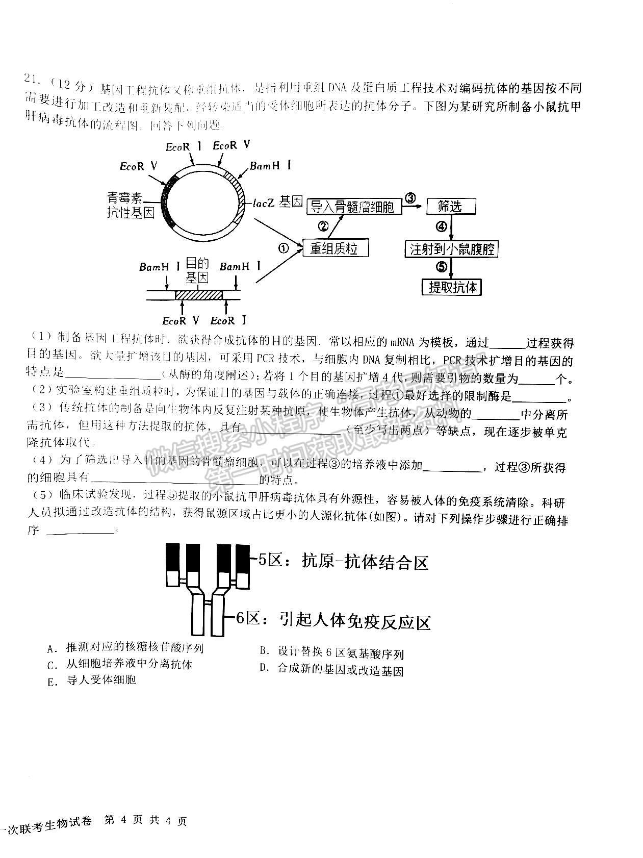 江西省五市九校協(xié)作體2023-2024學(xué)年高三上學(xué)期第一次聯(lián)考生物試卷及參考答案