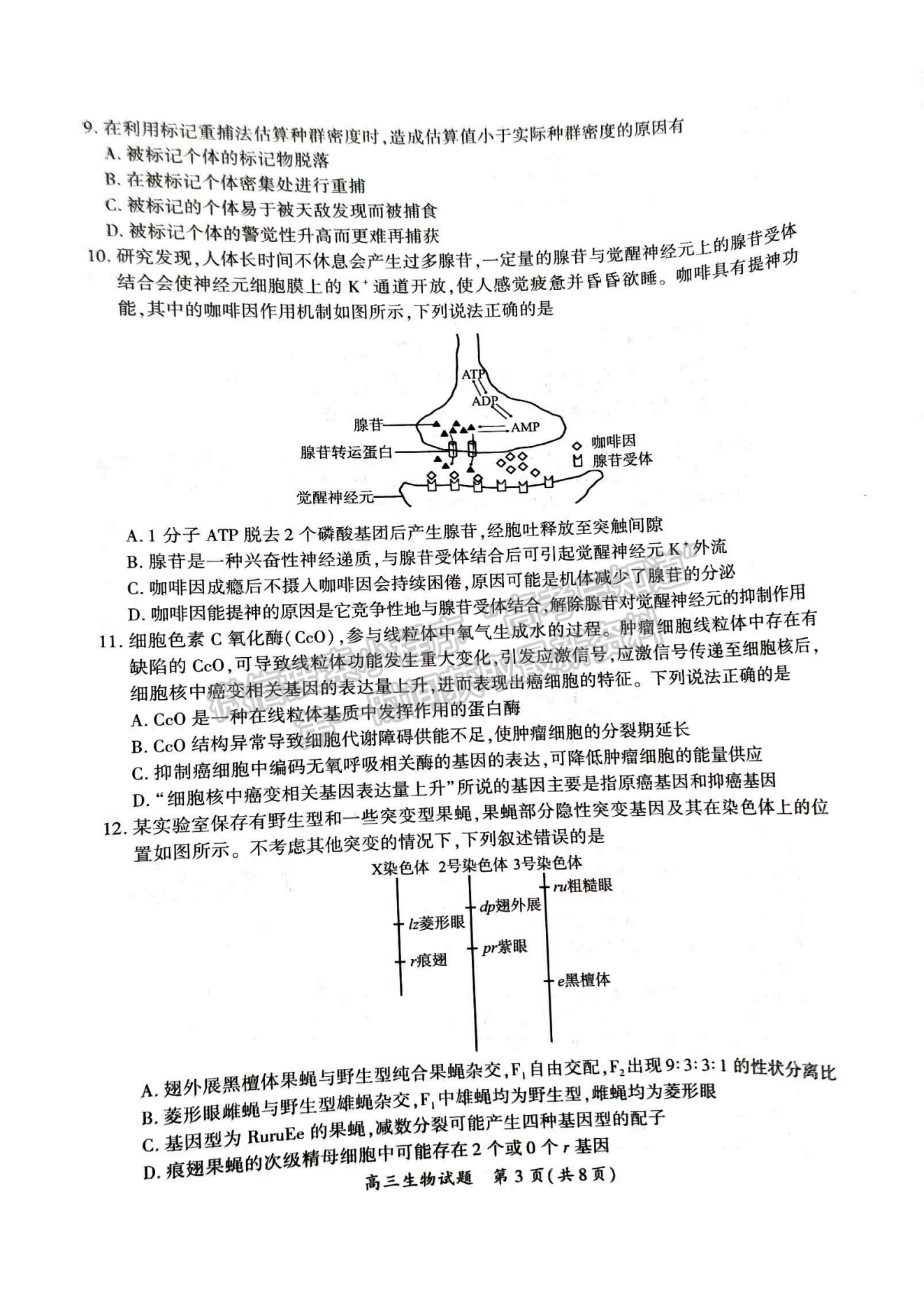 2024廈門二檢生物試卷及參考答案