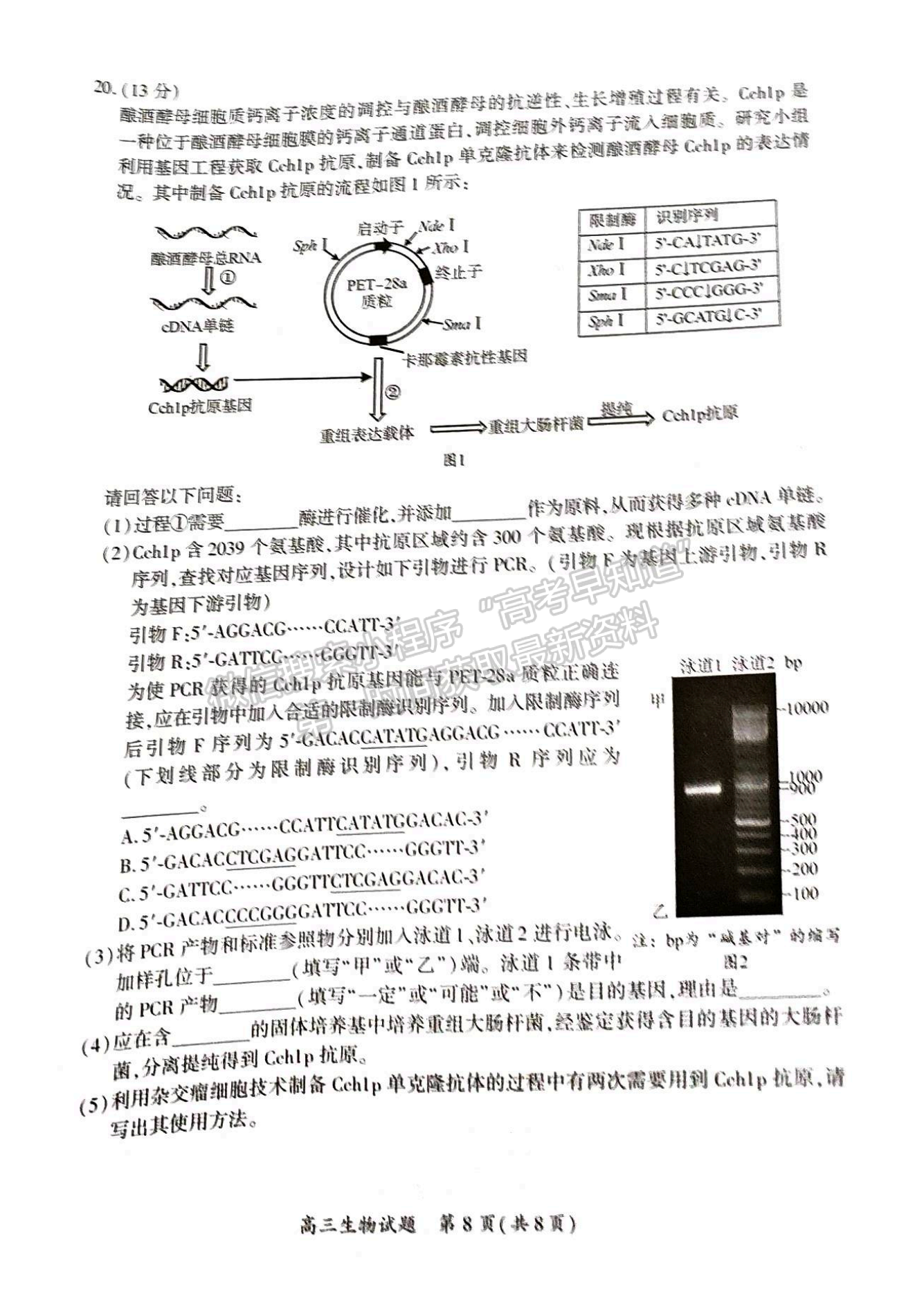 2024廈門(mén)二檢生物試卷及參考答案