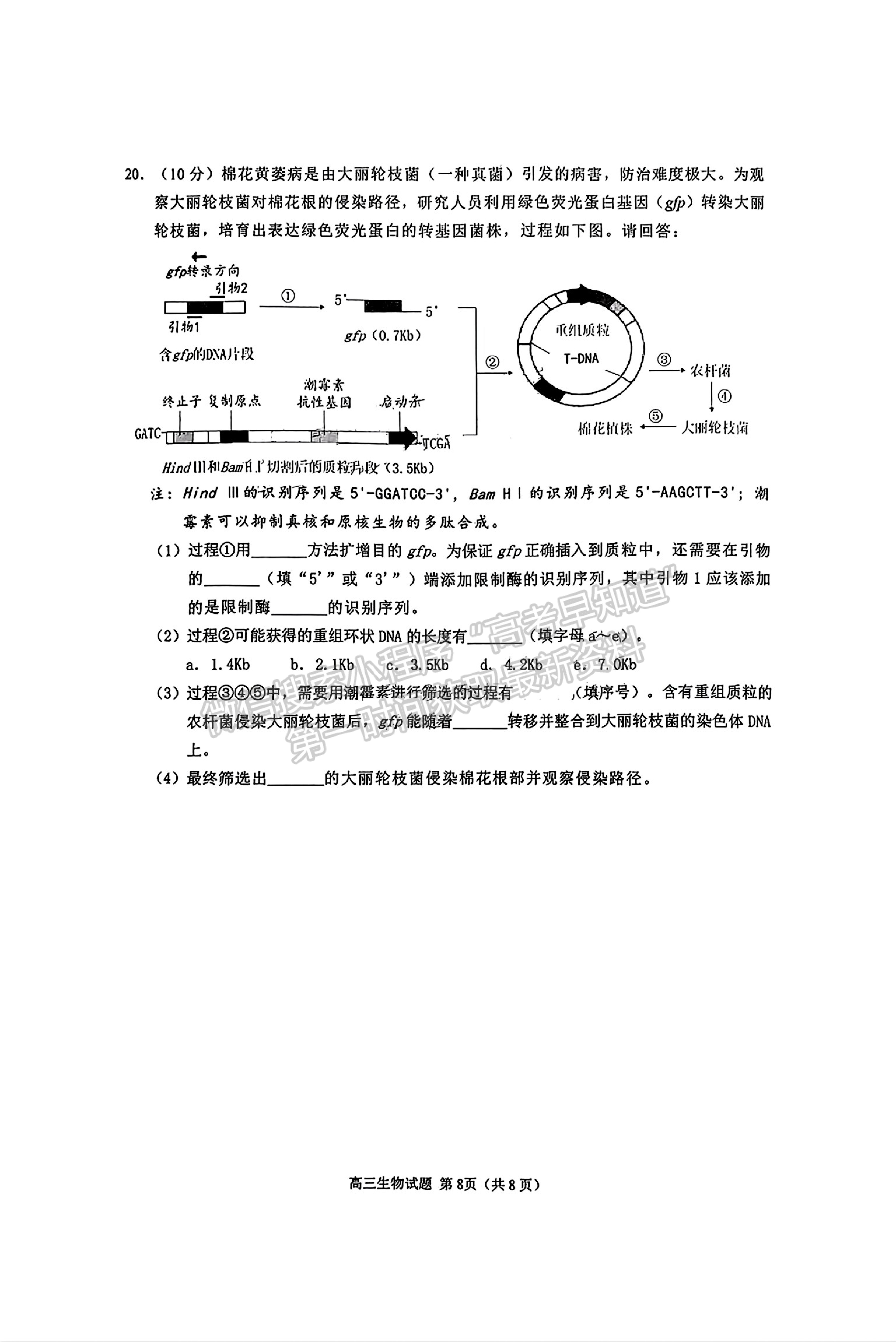 2025屆泉州一檢（8月28日-30日）生物試卷及參考答案