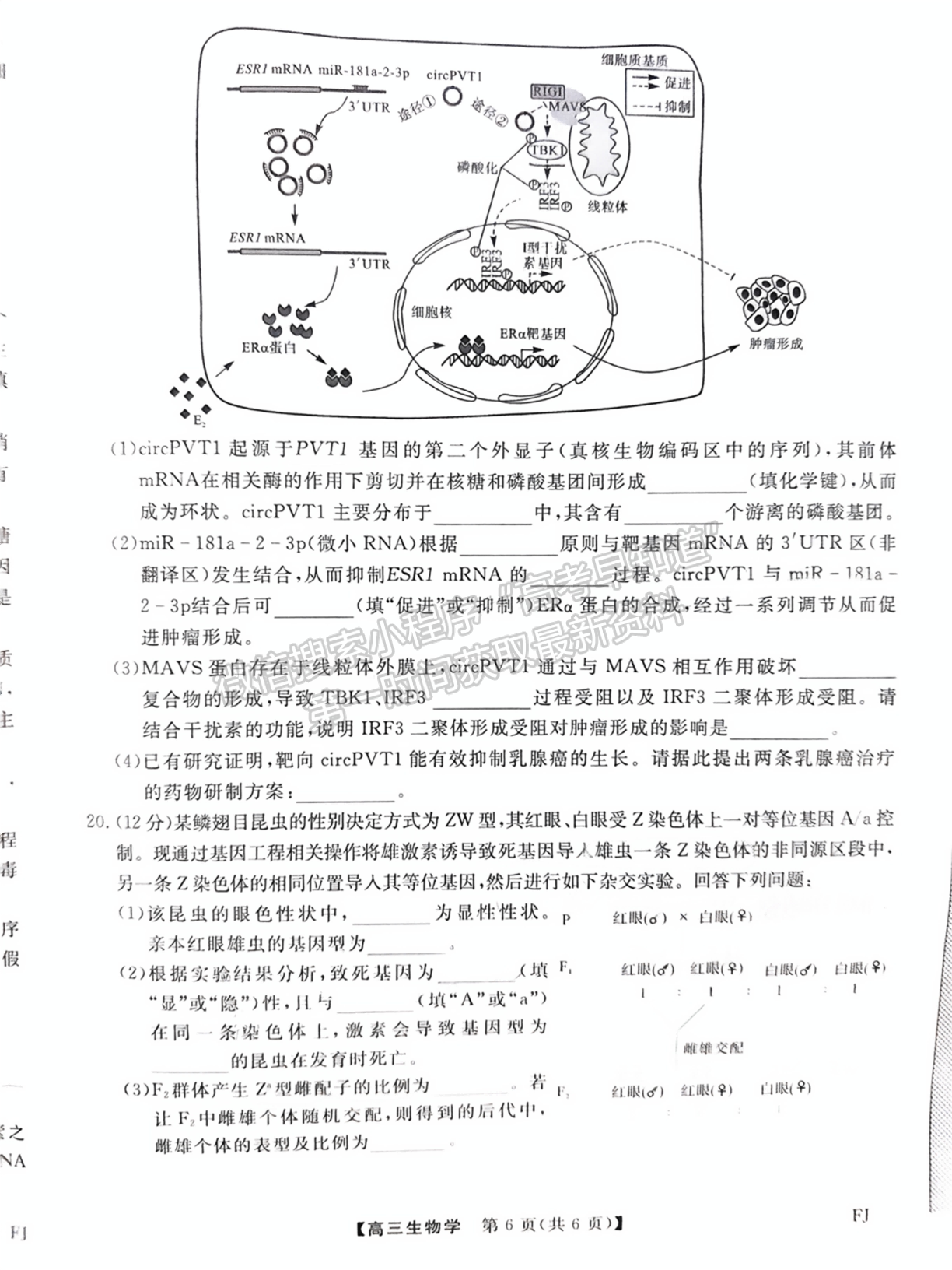 2025福建百校聯(lián)考高三生物試題及參考答案