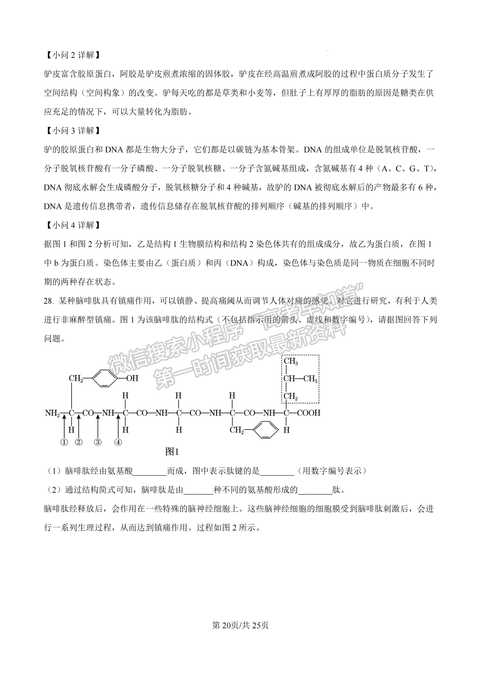 福建省漳州市十校聯(lián)盟2024-2025學(xué)年高一上學(xué)期期中聯(lián)考生物試題及參考答案