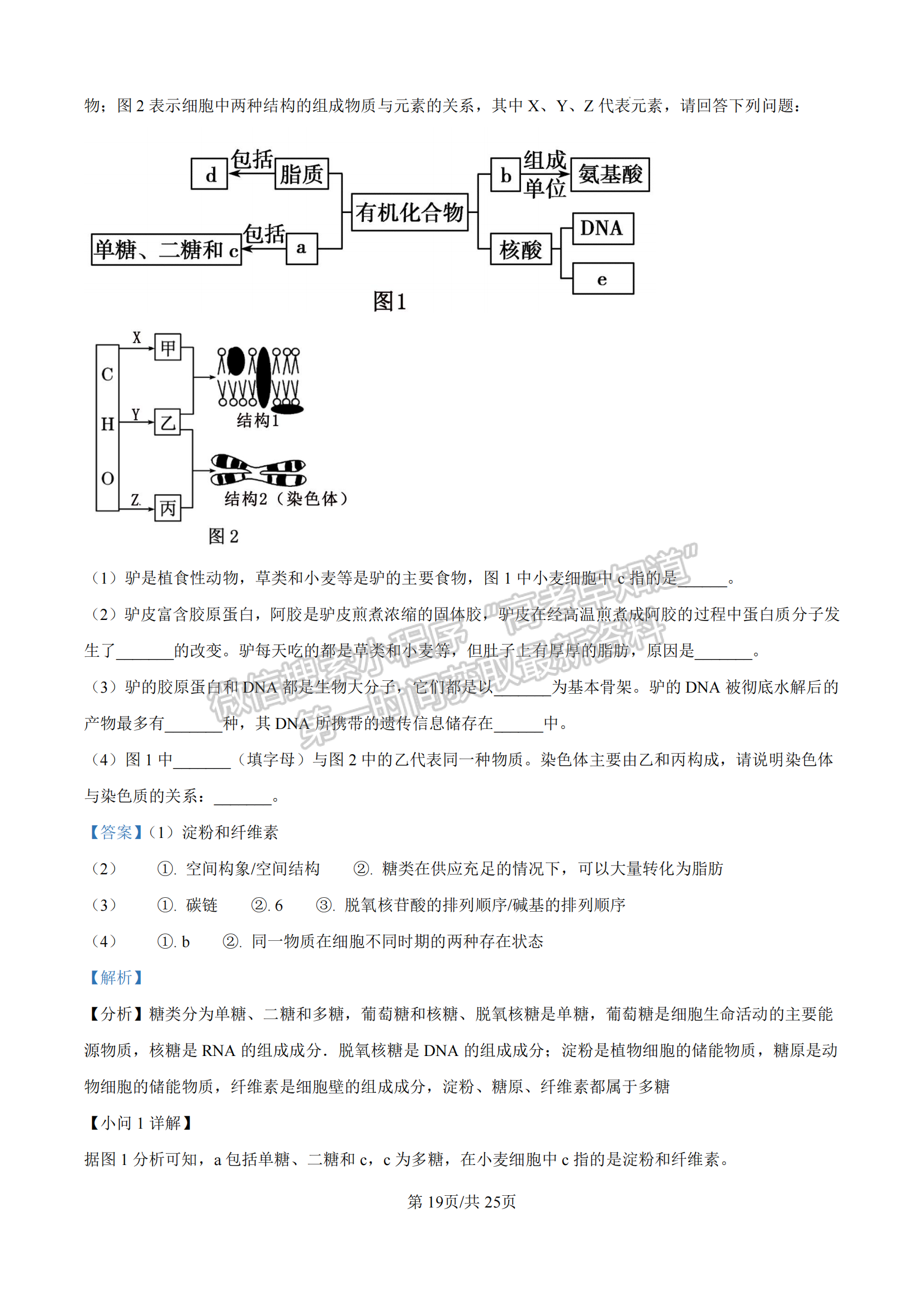 福建省漳州市十校聯(lián)盟2024-2025學(xué)年高一上學(xué)期期中聯(lián)考生物試題及參考答案