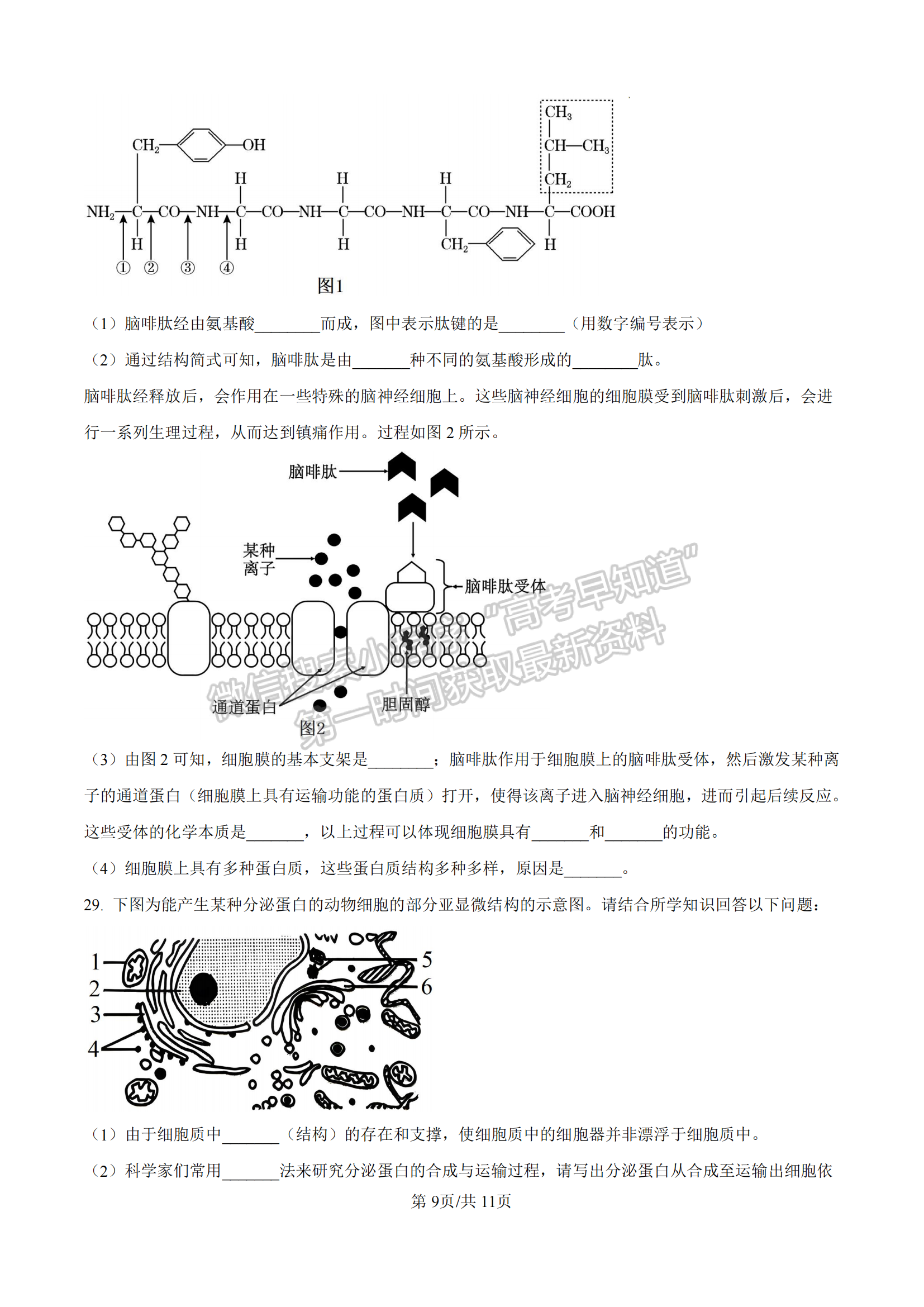 福建省漳州市十校聯(lián)盟2024-2025學(xué)年高一上學(xué)期期中聯(lián)考生物試題及參考答案