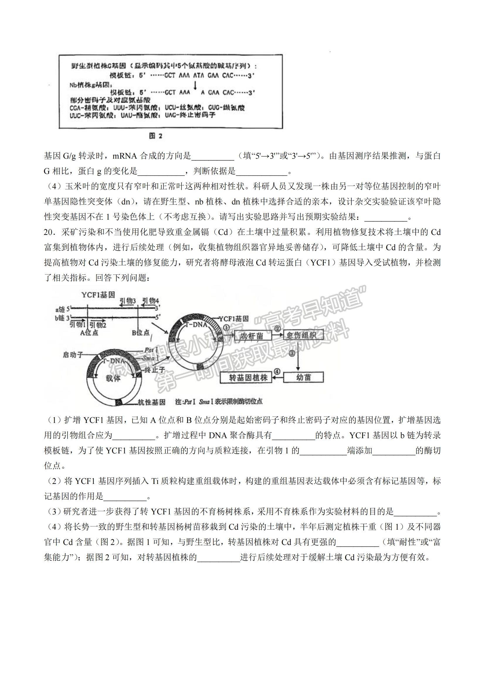 福建省福州第三中學2024-2025學年高三上學期11月期中生物試題及參考答案