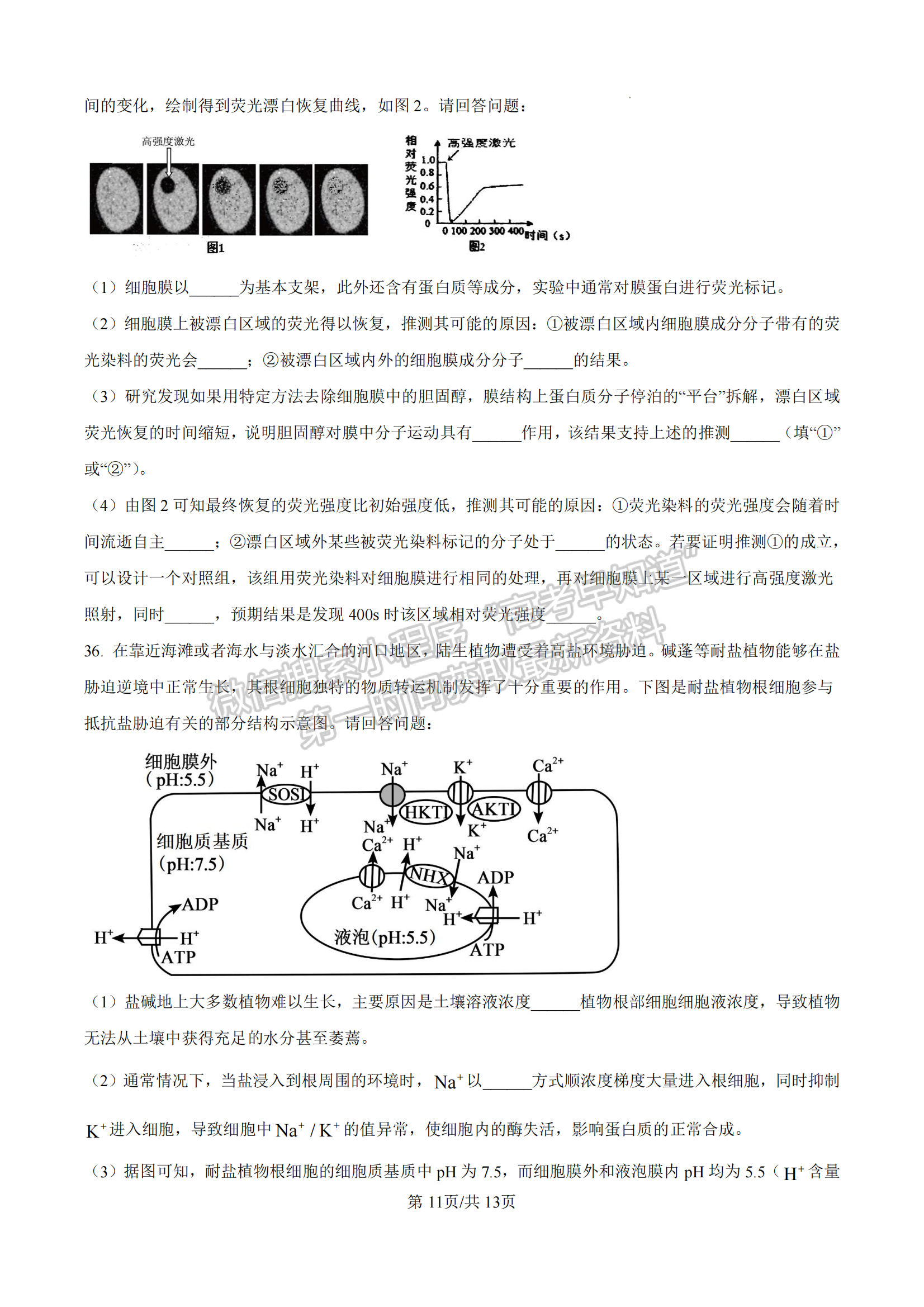 福建省泉州第五中學(xué)2024-2025學(xué)年高一11月期中考試生物試卷及參考答案